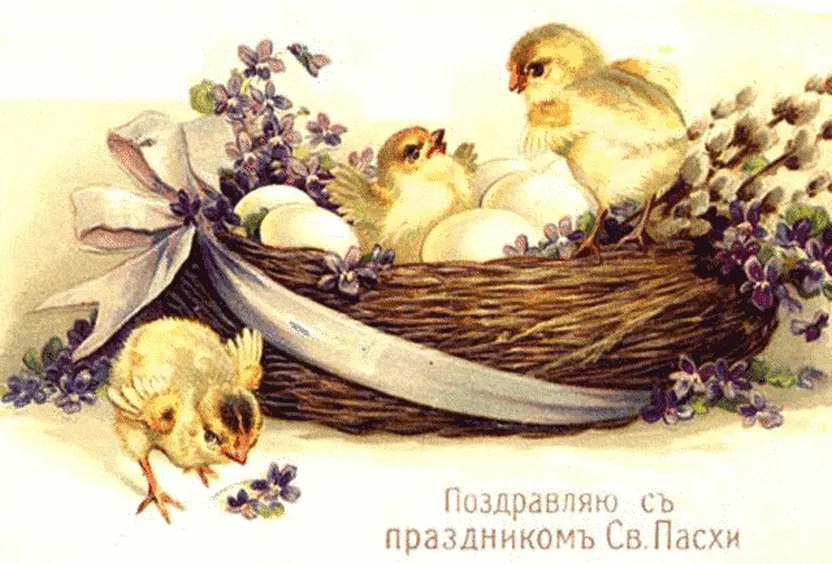 Цыплята и яйца