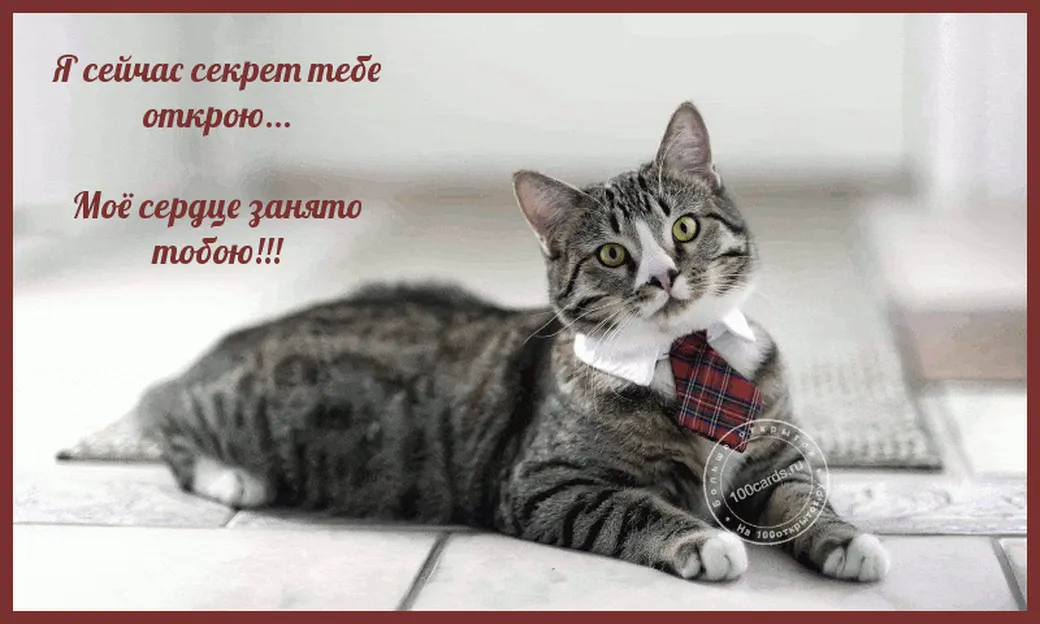 Котик открывает секрет на красивой открытке любимой