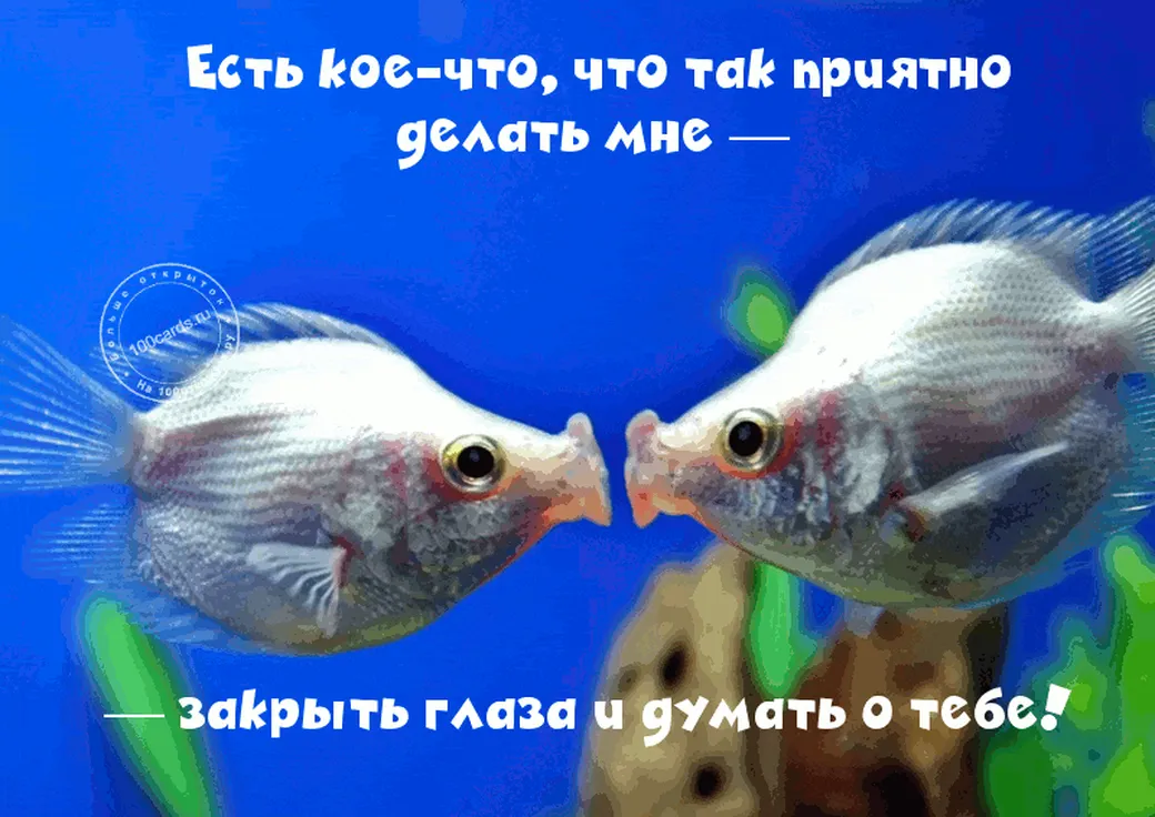 Влюбленные рыбки на открытке для любмой девушки