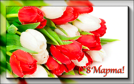 Яркие тюльпаны в день 8 марта