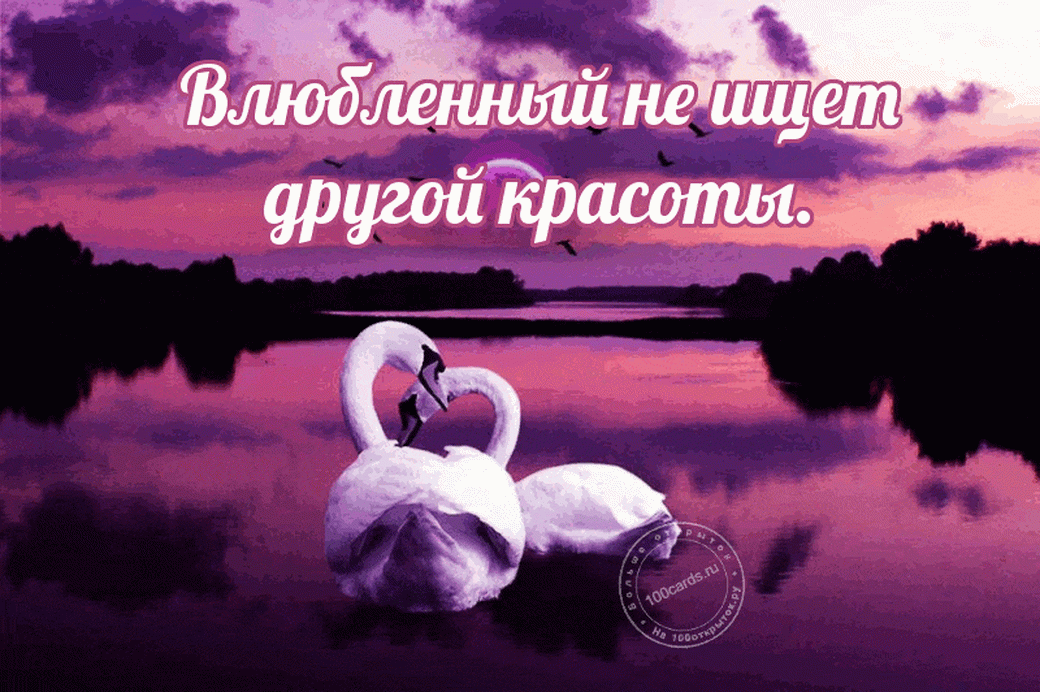 Влюблённые лебеди на красивом фиолетовом фоне