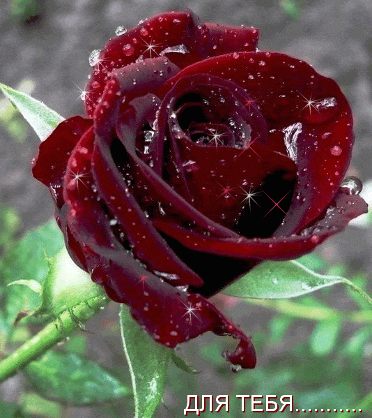 Классная роза для тебя..