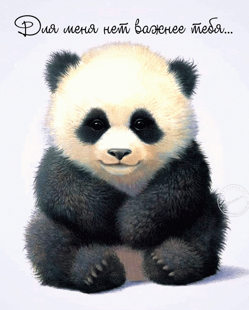 Милая панда на романтичной и красивой открытке