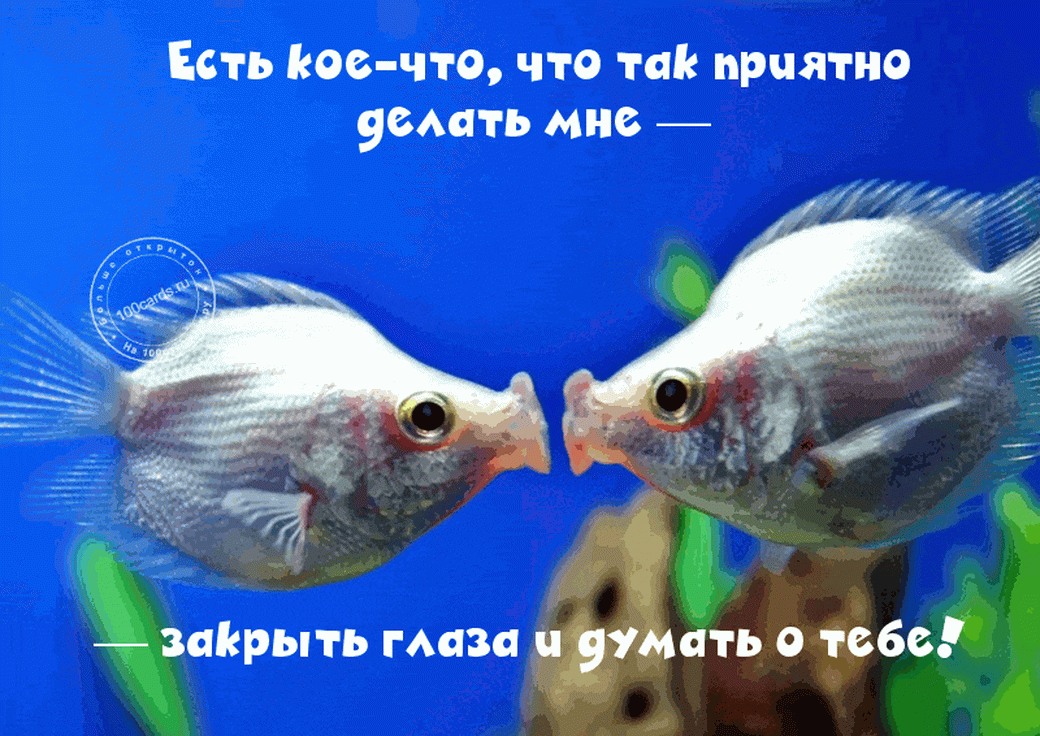 Влюбленные рыбки на картинке для любмой девушки