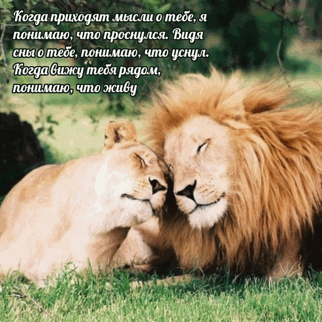 Милые лев и львица..
