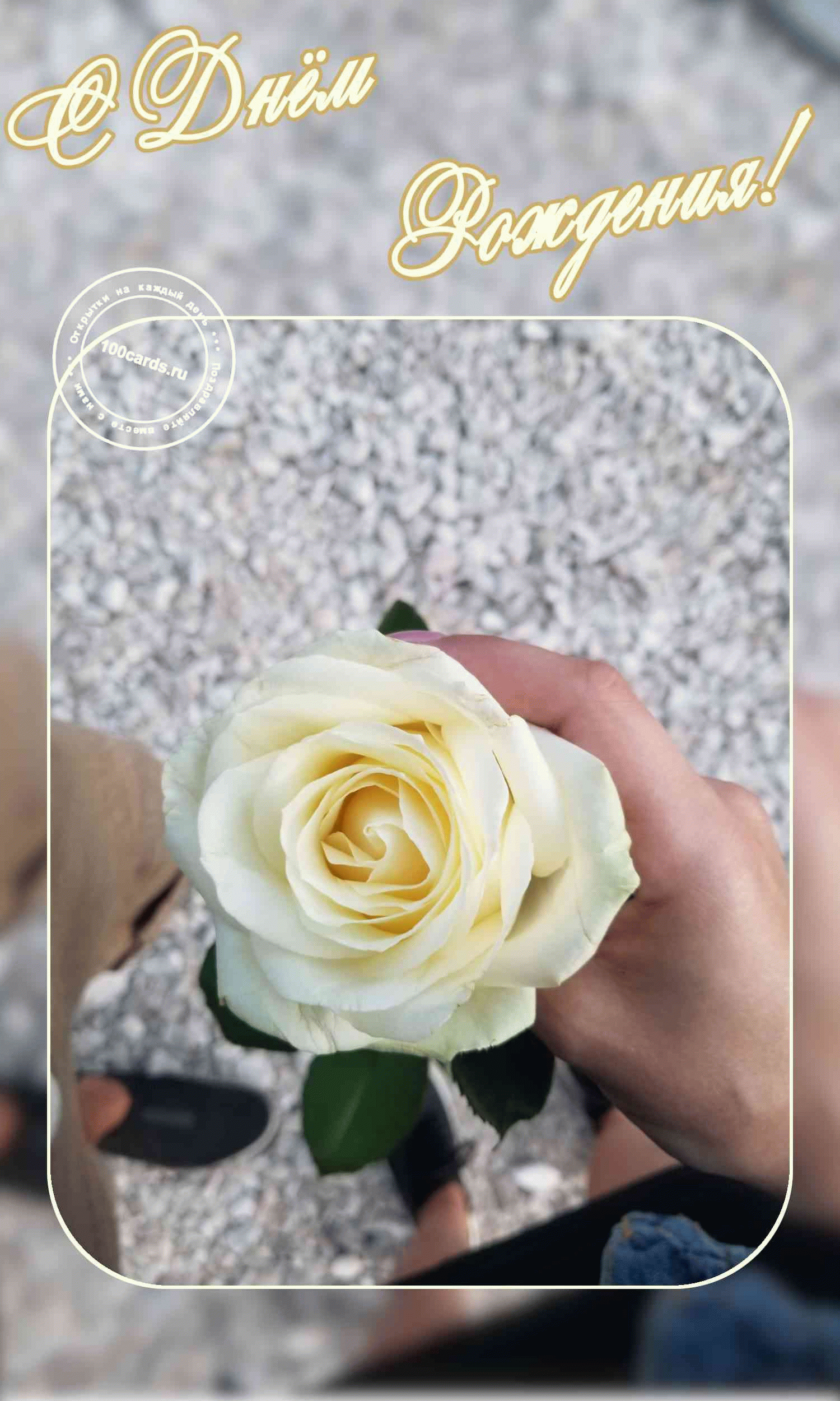 Белая роза и поздравление с днем рождения