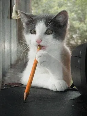 Котик грызет карандаш..
