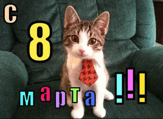 Кот в галстуке..