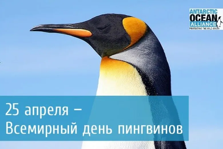 Большая открытка с днем пингвинов