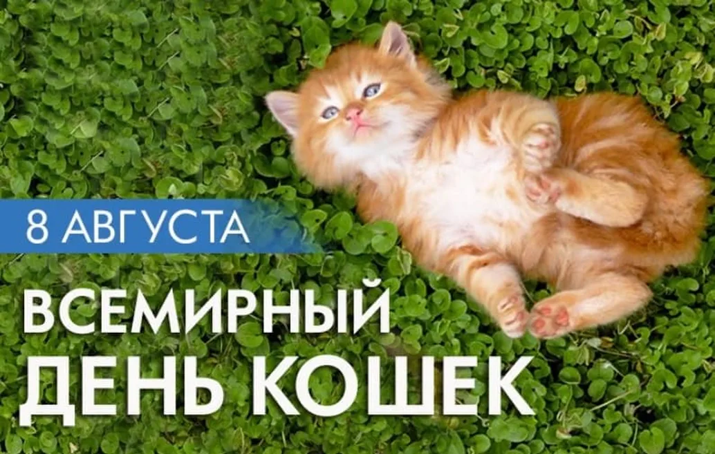Позитивная открытка с всемирным днем кошек