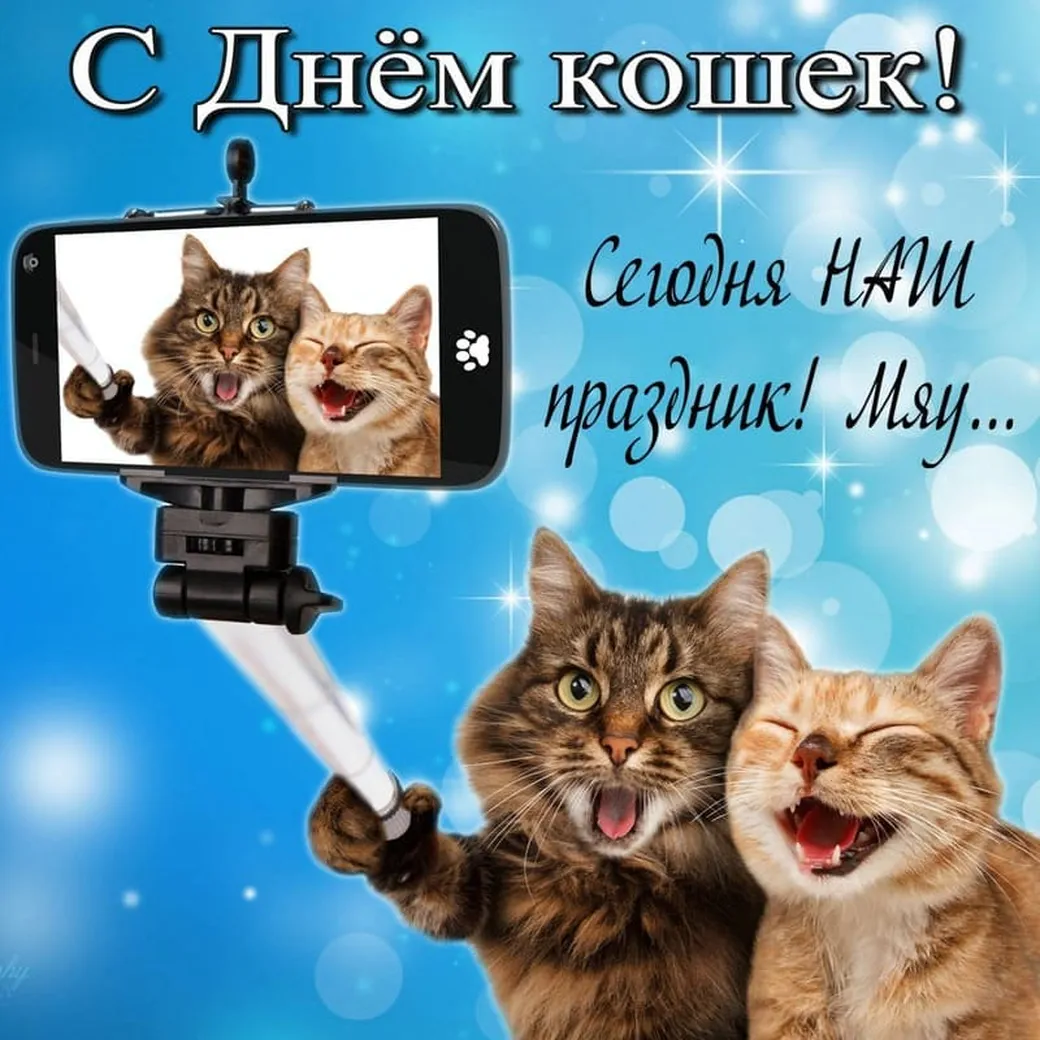 Поздравительная открытка с всемирным днем кошек