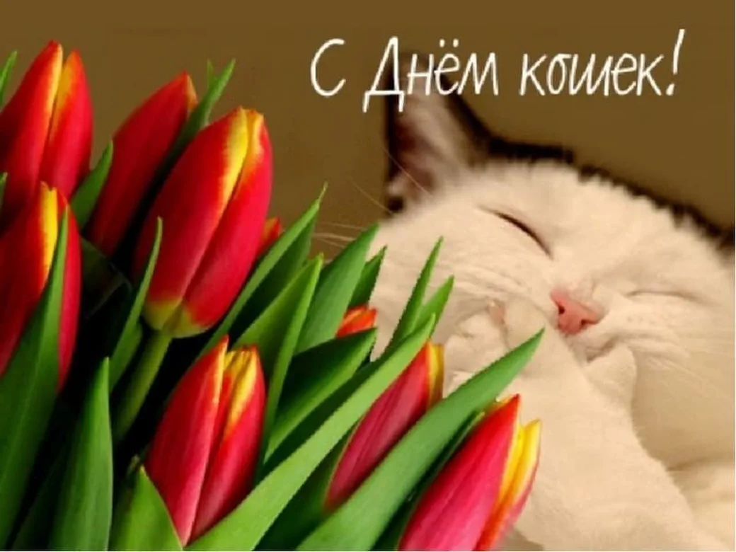 Поздравляем с всемирным днем кошек, открытка