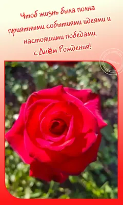 Большая красная роза на картинке с поздравлениями