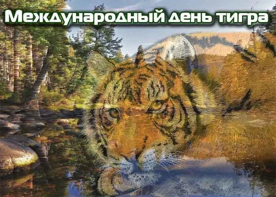 Поздравить с днем тигра открыткой