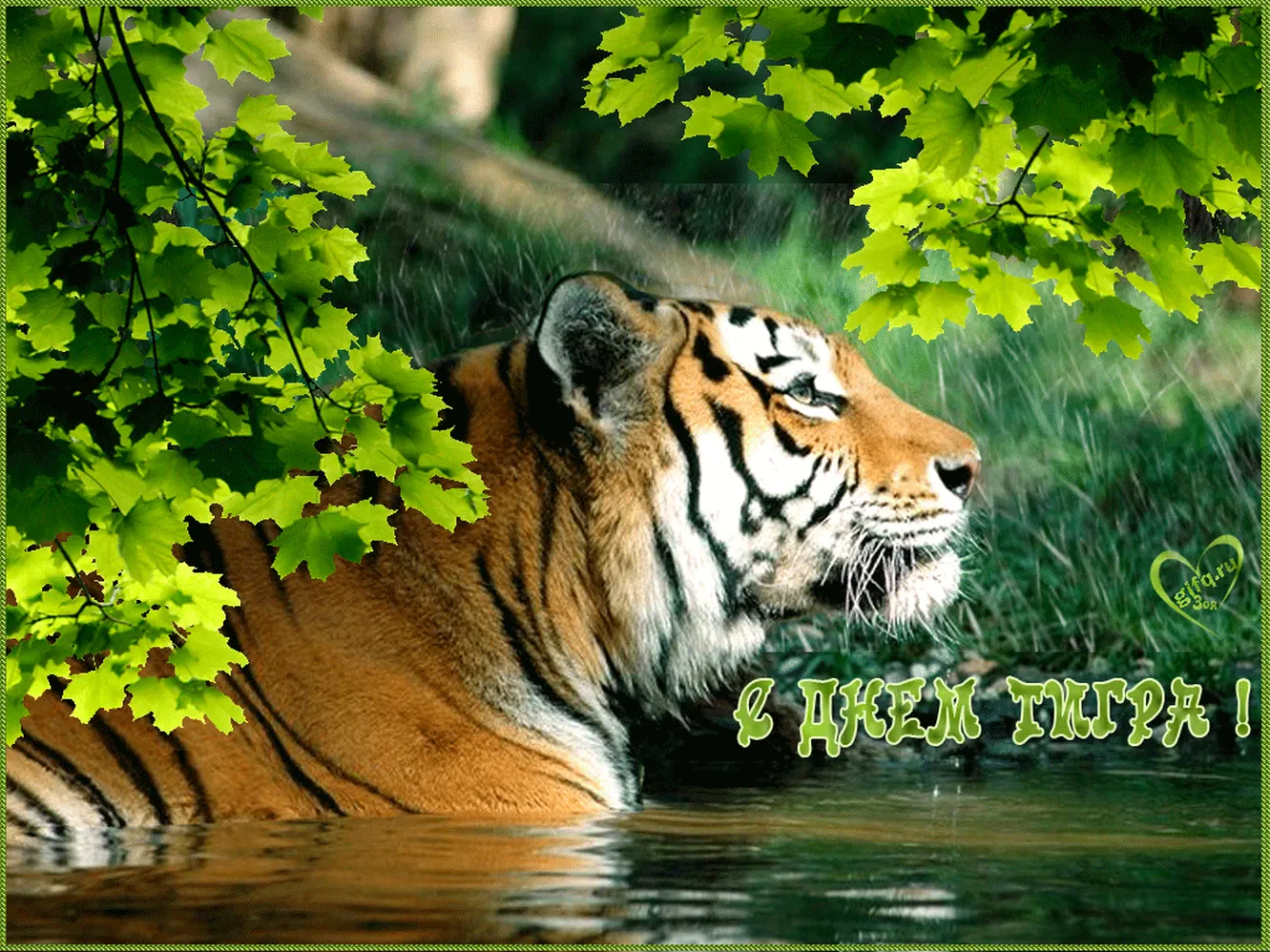 Красивые картинки с днем тигра