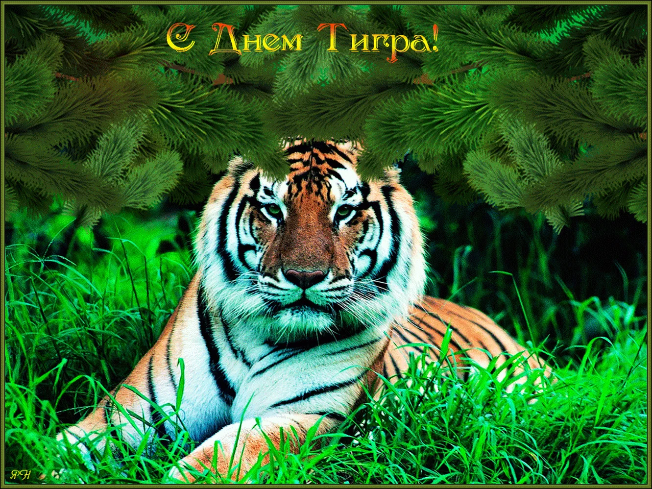 Поздравительная открытка с днем тигра