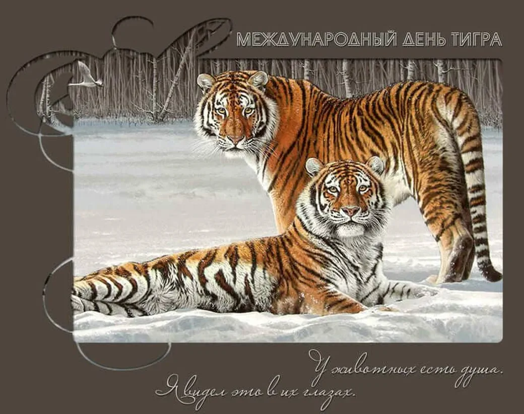 Поздравительная открытка с днем тигра