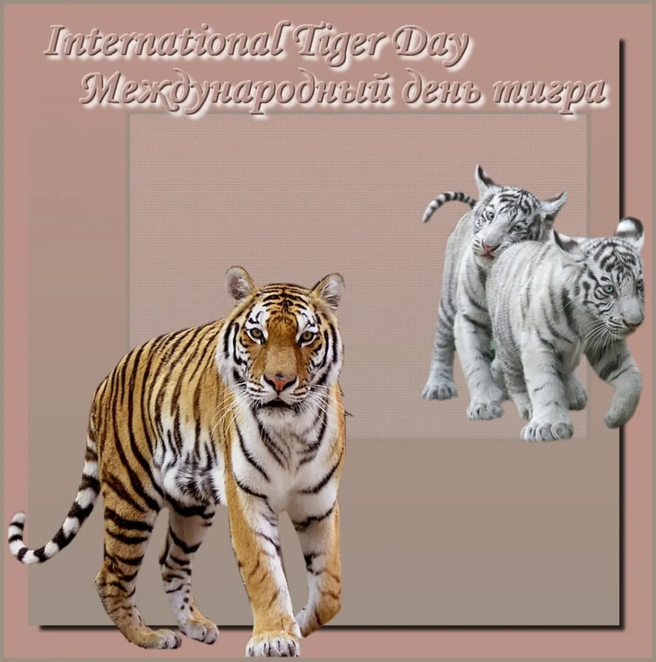 Тематическая открытка с днем тигра