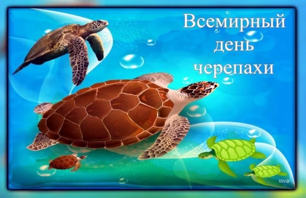 Поздравляем с днем черепахи, открытка
