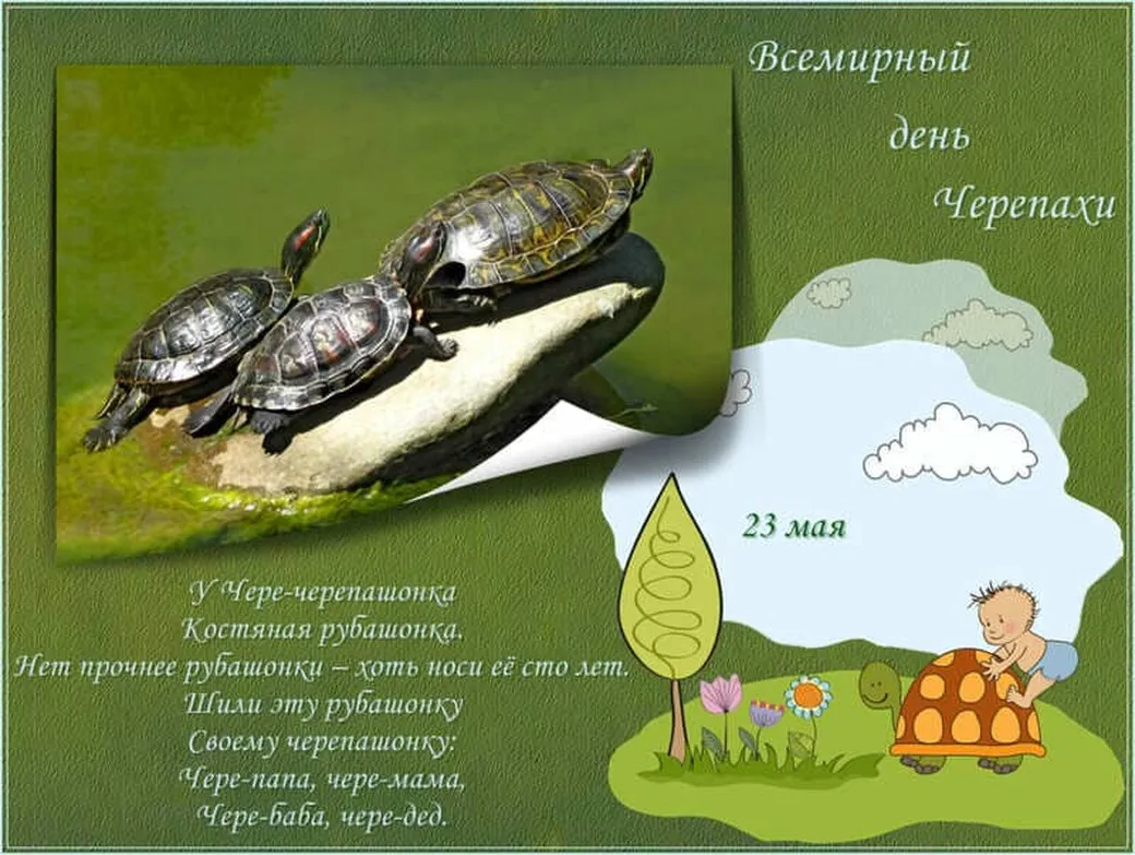 Большая открытка с днем черепахи
