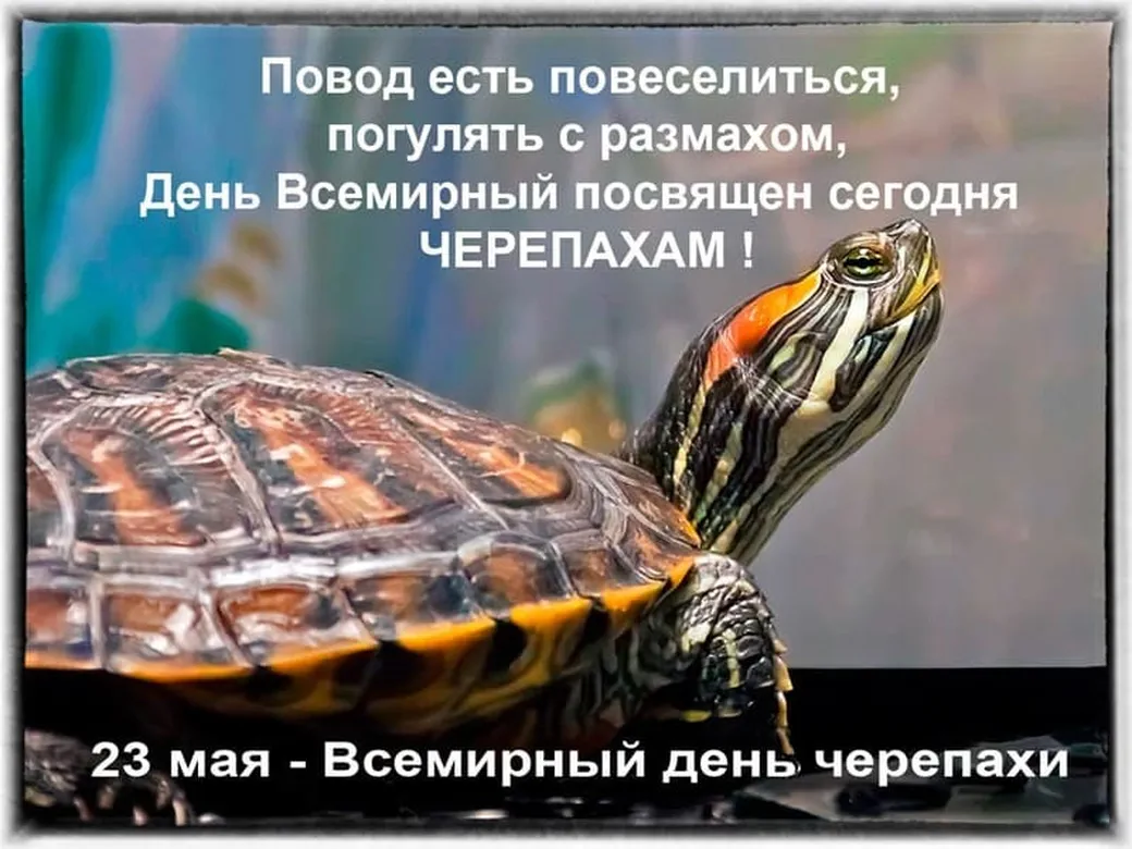 Тематическая открытка с днем черепахи
