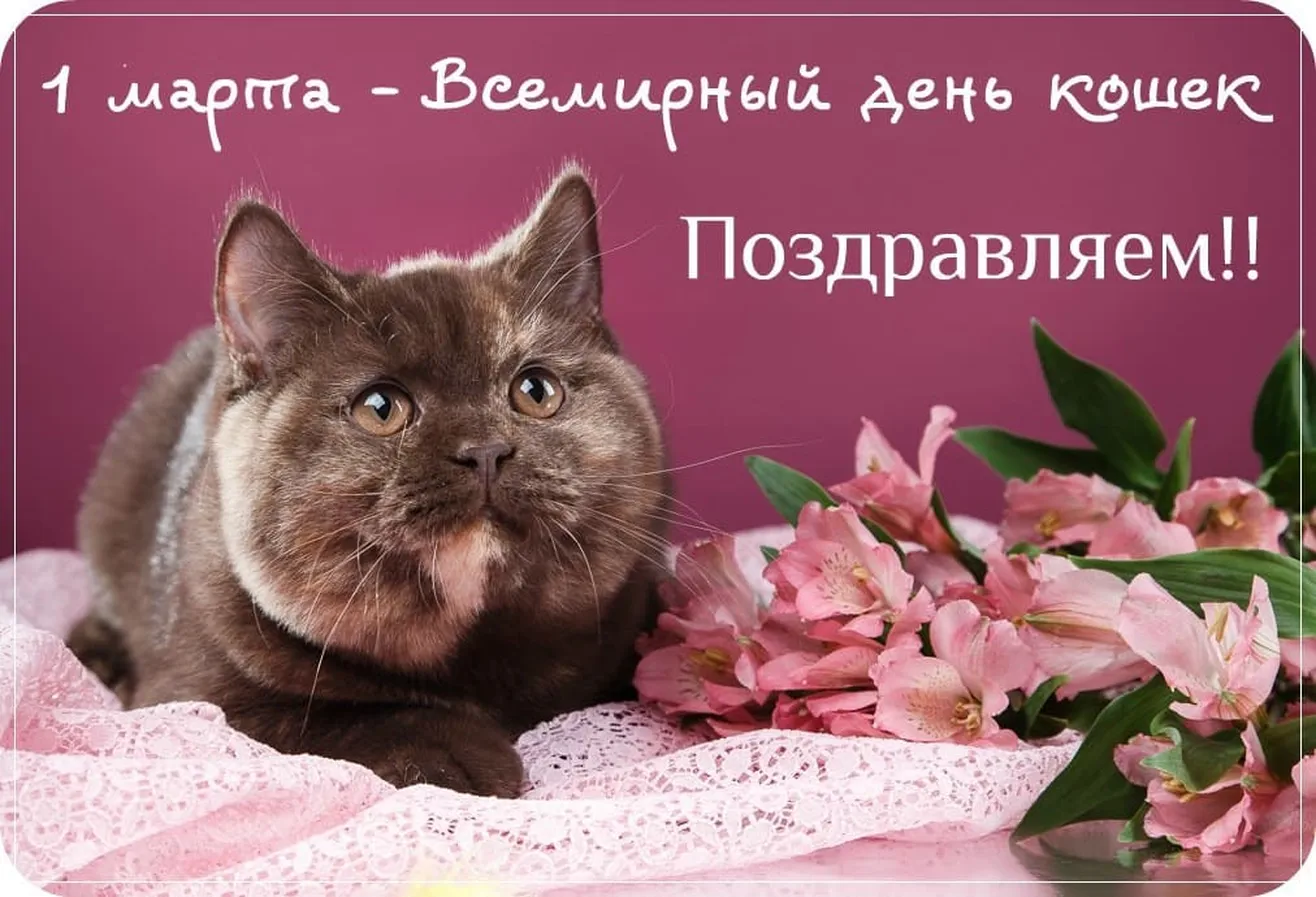 Поздравляем с днем кошек, открытка