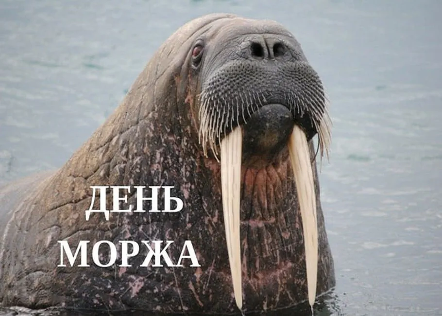 Яркая открытка с днем моржа