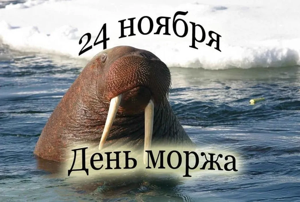 Большая открытка с днем моржа