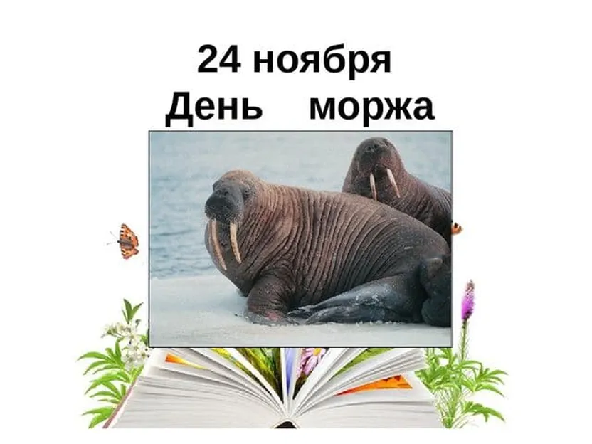 Поздравляем с днем моржа, открытка