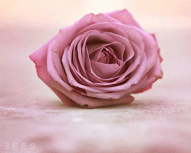 Красивая одинокая роза..