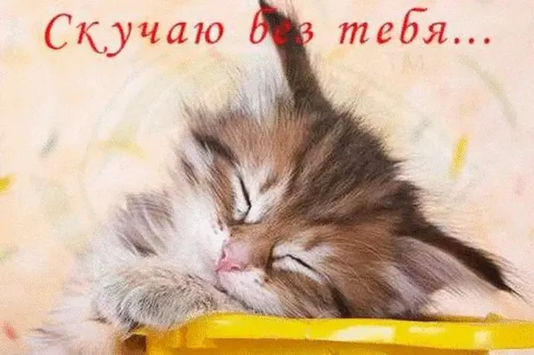 Скучающий котенок с большими ушками)