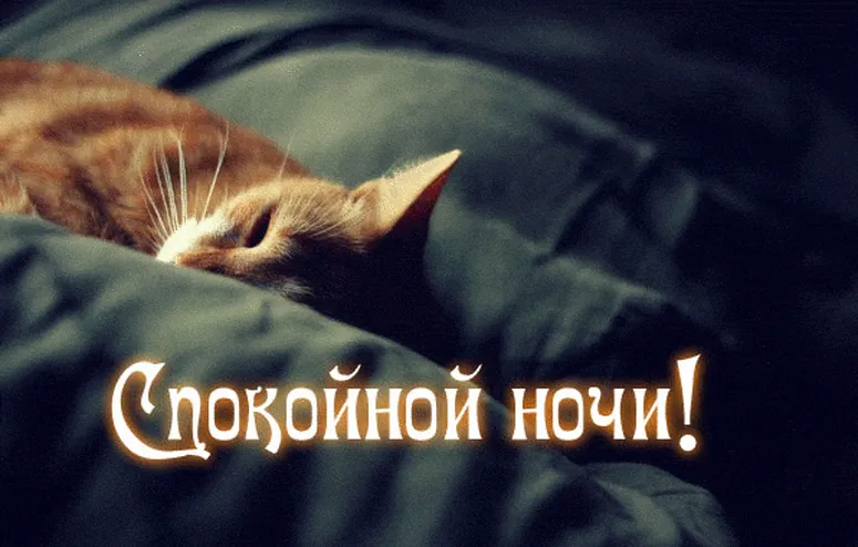 Спящий котенок)