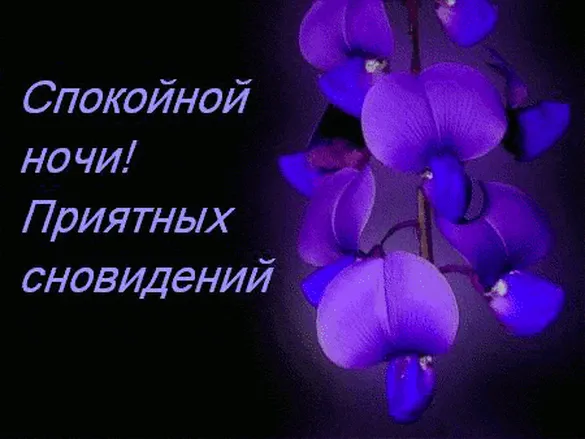 Фиолетовые подсвеченные цветы на грядущую сладкую ночь